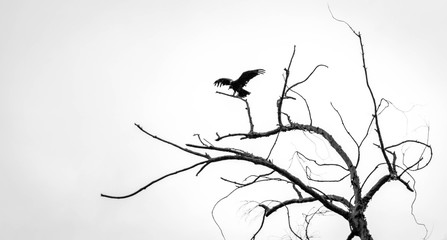 birds on tree
