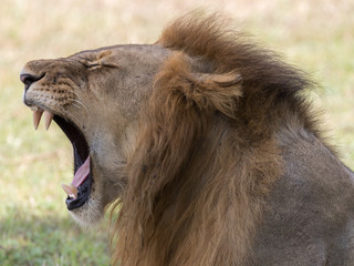 lion roaring