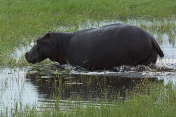 Hippo in Chobe National park in Botswana in Africa