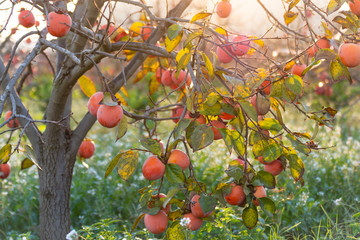 Dulces caquis en los &aacute;rboles en oto&ntilde;o en Espa&ntilde;a al amanecer