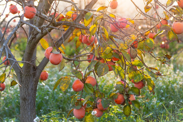 Dulces caquis en los árboles en otoño en España al amanecer