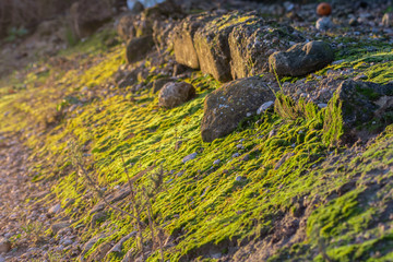 Nice foreground of green moss on rocks, illuminated by sunbeams