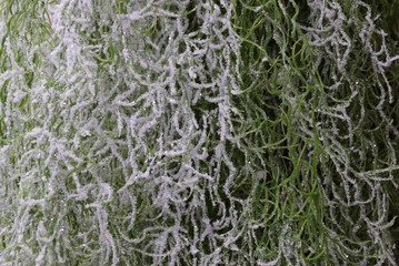 green white texture of new year artificial grass decor in snow and frost