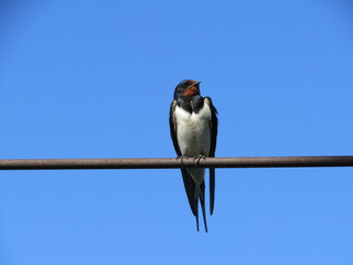 Bird swallow in blue sky background