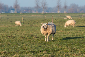 Sheep are grazing in a field on a lovely day in winter