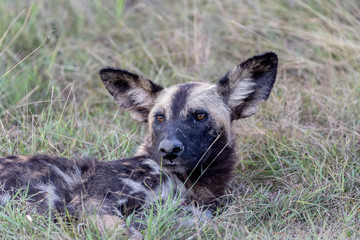 African Painted dog