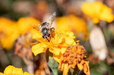 Close-up detail of a honey bee apis collecting pollen on flower in garden
