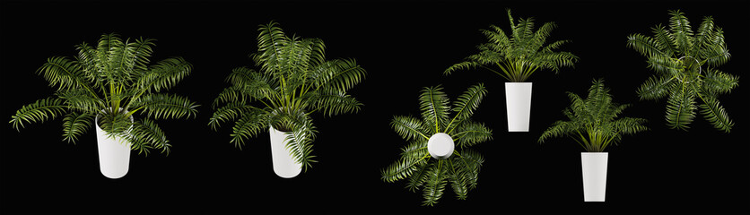 Isometric home plants isolated black background. Top front below parallel projection