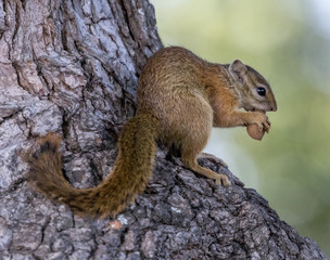 Squirrel