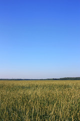 Green rye field