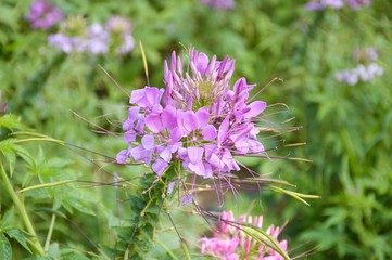 pink cleome spinosa flower in nature garden