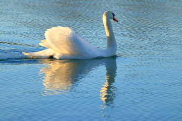 Swan on lake © Simun Ascic