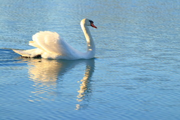 Swan on lake © Simun Ascic