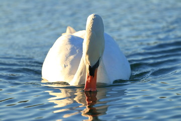 Swan on lake © Simun Ascic