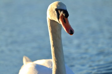 Swan on lake © Simun Ascic