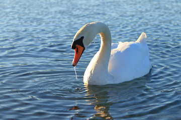 Swan on lake © Simun Ascic