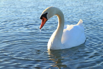 Swan on lake