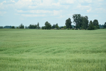 Landscape, green field