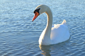 Fototapeta na wymiar Swan on lake