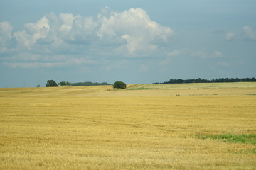 Landscape, rye field