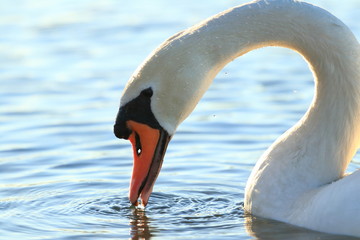 Swan on lake © Simun Ascic