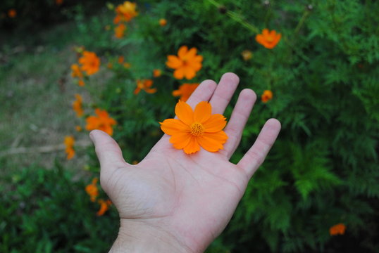 Flor laranjada 