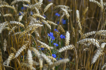 Rye and cornflowers