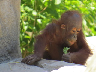 Naklejka premium Baby Gorilla Having His Lunch