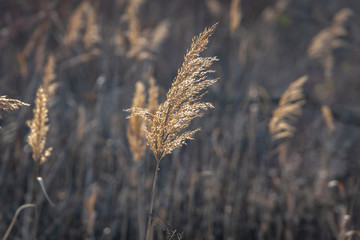 Fototapeta premium Selective soft focus close-up of fluffy dry reeds on the blurred brown background. Interesting nature concept for design.