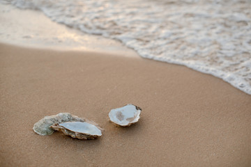 Fototapeta na wymiar Oyster shells on the surf line with sand on the sea beach, as a concept of summer holidays, sea resort, spa.