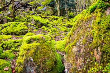 forrest near Derwent Water in the Lake District
