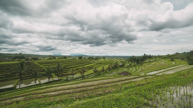 Bali Jatiluwih Rice Field terrace in Bali Indonesia on a partly cloudy day. 4K time-lapse. Some of the most famous and impressive rice fields in Bali. Thousands of tourists go here every day