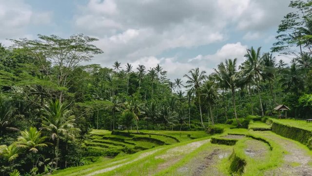 Ubud Rice Field terrace in Bali Indonesia on a partly cloudy sunny day. 4K time-lapse of the famous rice terrace in Ubud, Bali Indonesia.