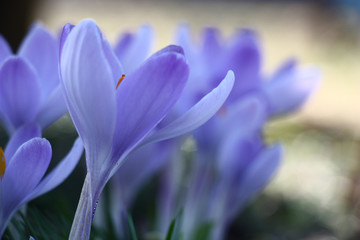 Indistinct flower forms of large blue crocuses create a tenderness picture.