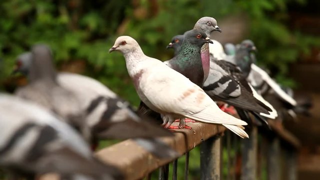 Pigeon  in  Chiangmai Thailand
