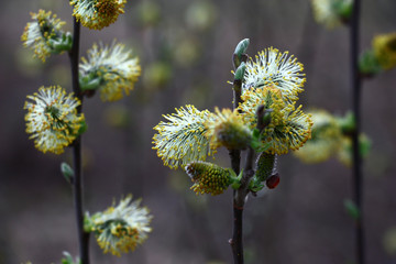 Vertical young escapes of a willow are decorated rare  flowers with fluffy yellowness.