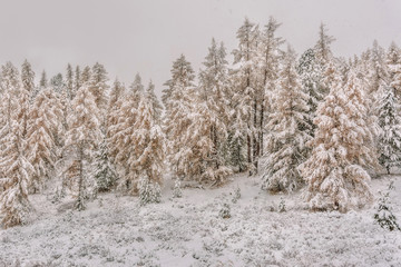 forest snowfall snow trees autumn © Iri_sha