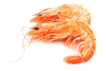 Shrimp on white background