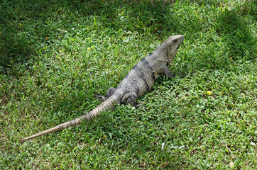 Leguan auf Cozumel, Mexiko