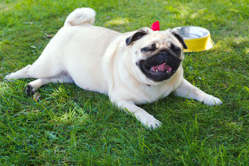 Pug dog in shadow on a hot day, lying on green grass, tongue out