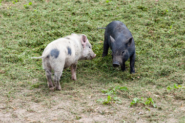 Happy young pigs piglets organic farm, playing outside, green grass