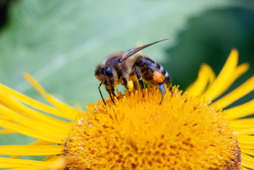 Honey bee during yellow daisy flower plant pollination macro close-up