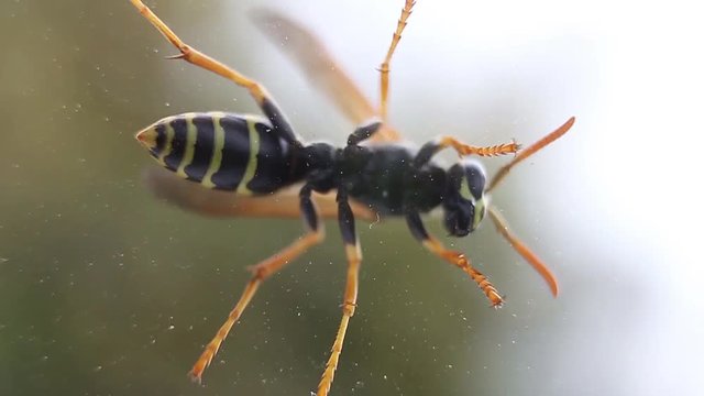 wasp crawling on the window, bottom view, tracking panorama