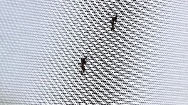 one mosquito is sitting on the netting, another one arrives