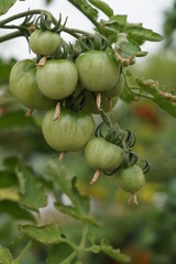 Unripen tomatoes