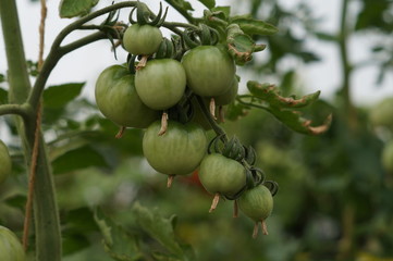 Obraz premium Unripen tomatoes