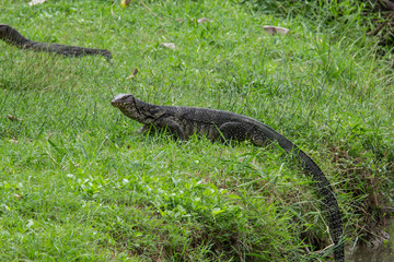 Water Monitor Lizard