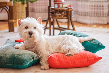 white cute little dog