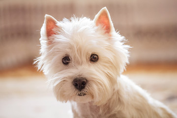 white cute little dog