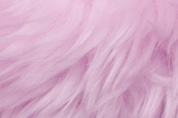 Pink animal wool texture background. Rosy tint natural wool. Close-up texture of  plush fluffy fur